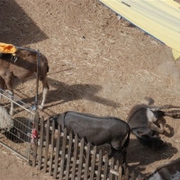 Mercado rabe