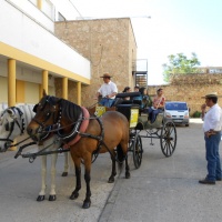 Paseos en caballo.