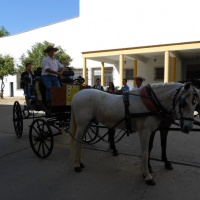 Paseos en caballo.