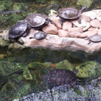 Visita al zoo de Lisboa. - 0