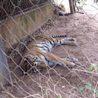 Visita al zoo de Lisboa. - 9