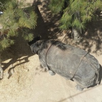 Visita al zoo de Lisboa. - 11