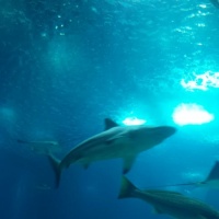 Oceanario y Pabelln de la ciencia. - 4