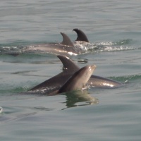 Paseo con delfines. Estuario do Sado. - 6