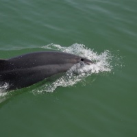 Paseo con delfines. Estuario do Sado. - 8