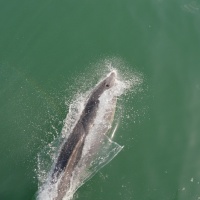 Paseo con delfines. Estuario do Sado. - 9