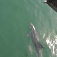 Paseo con delfines. Estuario do Sado. - 10