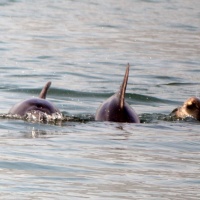 Paseo con delfines. Estuario do Sado. - 15