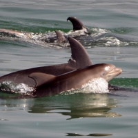 Paseo con delfines. Estuario do Sado. - 16