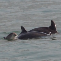 Paseo con delfines. Estuario do Sado. - 18