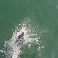 Paseo con delfines. Estuario do Sado. - 20