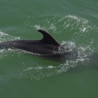 Paseo con delfines. Estuario do Sado. - 21