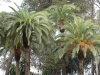 Palmera Canaria Picudo