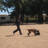 EXHIBICIN CANINA