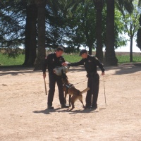 EXHIBICIN CANINA